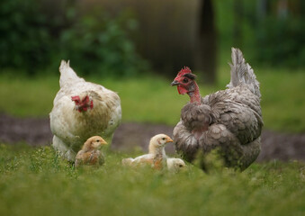 chickens family
