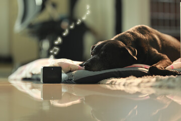 The dog listening to instrumental music from speakers and sleeping at the home. Animal funny...