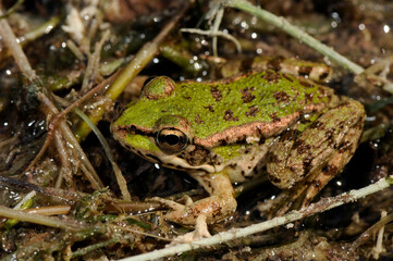 Cretan frog // Kreta-Wasserfrosch (Pelophylax cretensis) - Crete, Greece