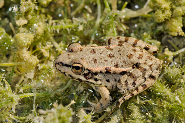 Cretan frog // Kreta-Wasserfrosch (Pelophylax cretensis) - Crete, Greece