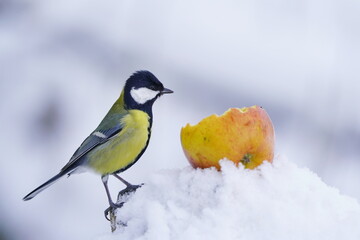 Fototapeta premium wildlife scene with titmouse. Parus major. Great tit in winter. Common garden bird great tit sitting on a apple. Winter scene with tit
