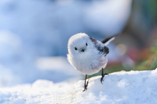 Winter scene with a cute long tailed tit. Closeup portrait of a white titmouse with long ta. Aegithalos caudatus