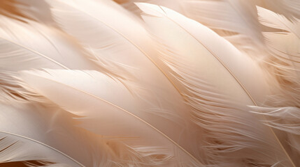 Closeup, white feathers background for peace, spirituality, religion and hope.