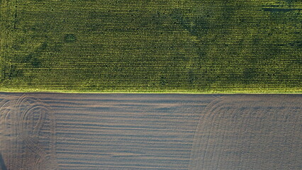 Corn field of green corn stalks, arial drone view photo from the above.