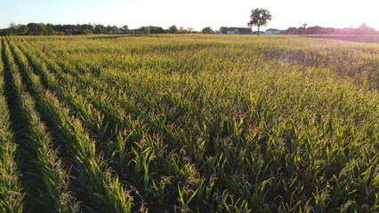 Corn field of green corn stalks, arial drone view photo from the above.
