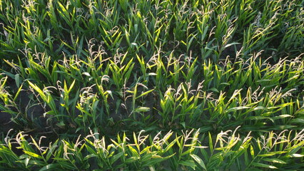 Corn field of green corn stalks, arial drone view photo from the above.