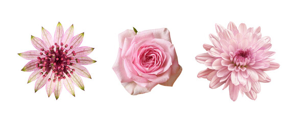Set of different pink flowers (rose, astrantia, chrysanthemum) isolated on white or transparent background