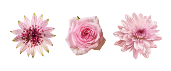 Set of different pink flowers (rose, astrantia, chrysanthemum) isolated on white or transparent background