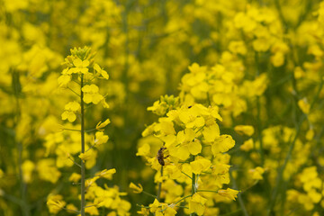 Rapeseed cultivation - in the background a bee on yellow flowers