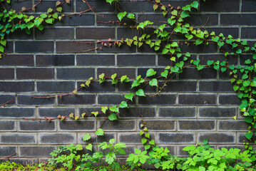 wall with green ivy - obrazy, fototapety, plakaty