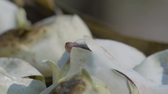 Birth of baby reticulated python hatching from egg on pile of dry leaves, natural bokeh background
