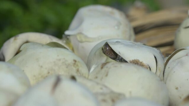 Birth of baby reticulated python hatching from egg on pile of dry leaves, natural bokeh background