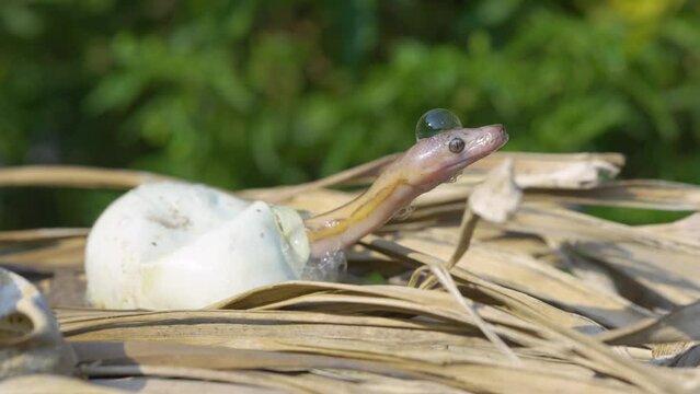 Birth of baby reticulated python hatching from egg on pile of dry leaves, natural bokeh background