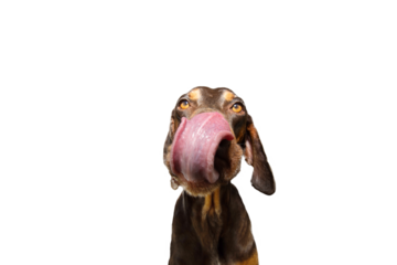 Portrait hungry puppy pointer dog eating and licking its lips with tongue. Isolated on white background