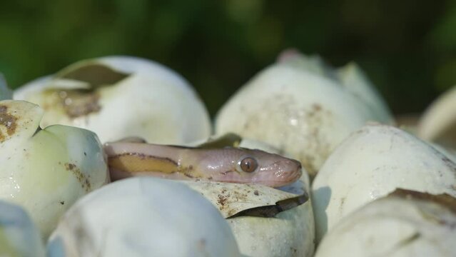 Birth of baby reticulated python hatching from egg on pile of dry leaves, natural bokeh background