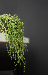 Rowley's crosspiece hanging peas on a black background