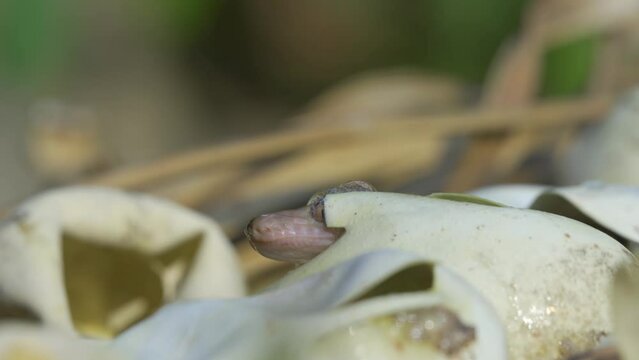 Birth of baby reticulated python hatching from egg on pile of dry leaves, natural bokeh background