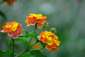 花色が変化する花