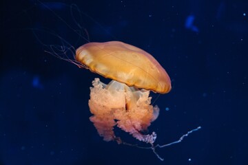 Paris aquarium, Chrysaora hysoscella, the compass jellyfish, is a common species of jellyfish that inhabits coastal waters in temperate regions of the northeastern Atlantic Ocean, including the North  - obrazy, fototapety, plakaty
