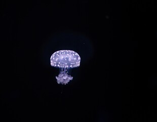 Paris aquarium, Fried Egg Jellies are a fairly hardy and resilient species 