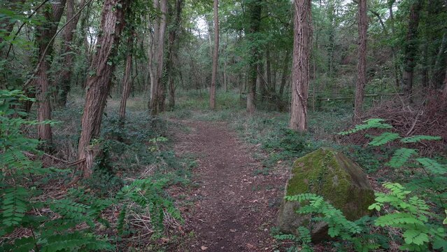Un chemin dans un parc