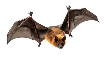 Spectacled flying fox isolated on a white background