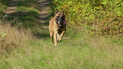 Slow Motion Of Malinois Dog Running On Grass. Belgian Sheepdog Before Training. Belgian Sheepdog Are Active, Intelligent, Friendly, Protective, Alert And Hard-working. Belgium, Chien De Berger Belge