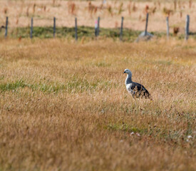 Bird resting in the gras