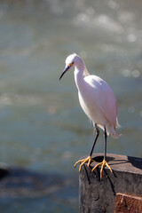 White heron perched on a pier
