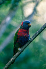 colorful parrot in a tree