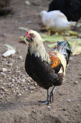 Rooster and hens on the farm.