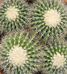 Group of round cactuses