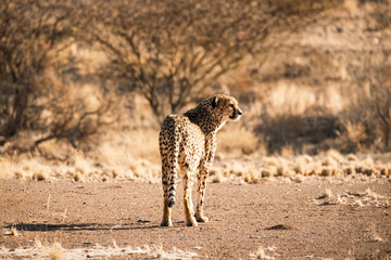Cheetah (Acinonyx Jubatus) adult looking right, South Namibia