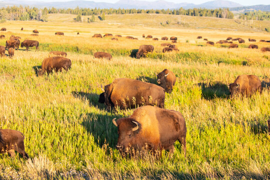 Bison in Grand Teton National Park USA