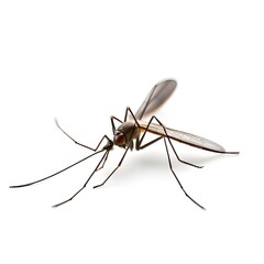a mosquito on a white background