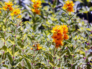 Flowering in a summer garden loosestrife - yellow flowers close-up horizontally. Primulaceae Family. Lysimachia vulgaris.