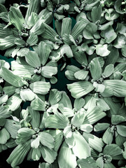 water hyacinth plant close up of leaves,