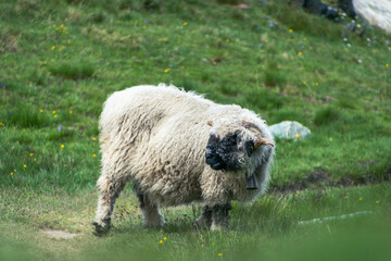 Iconic Swiss sheep, peacefully grazing amidst the breathtaking Swiss Alps, embodying the picturesque charm of Alpine landscapes.
