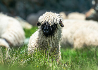 Iconic Swiss sheep, peacefully grazing amidst the breathtaking Swiss Alps, embodying the picturesque charm of Alpine landscapes.