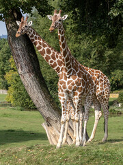 Obraz premium Two Baringo Giraffes, Giraffa camelopardalis Rothschildi, in the shade of a tree