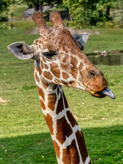 Portrait of an adult Baringo Giraffe, Giraffa camelopardalis Rothschildi, with tongue out