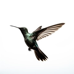 Hummingbird Silhouetted Against Bright Sky isolated on white background