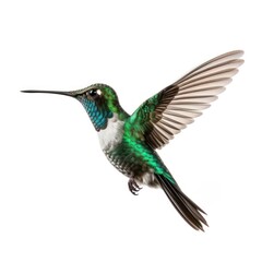 Obraz premium Hummingbird with Outstretched Wings, Moment of Stillness, Isolated on White background