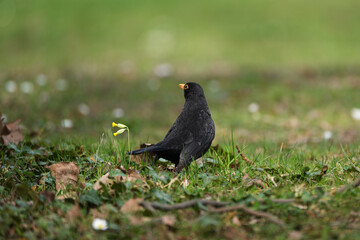 Blackbird the grass with a creamy bokeh