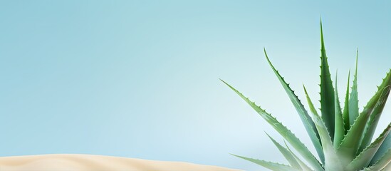 Detailed photo of isolated fresh aloe vera leaves on a isolated pastel background Copy space