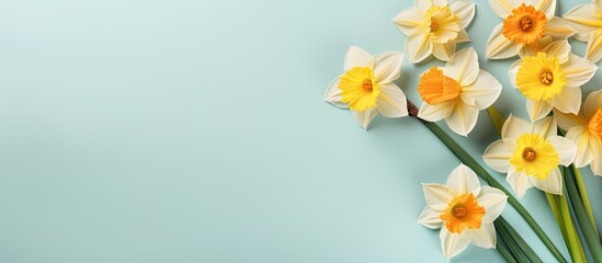 Fototapeta na wymiar Daffodils bloom against isolated pastel background Copy space