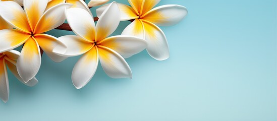 Frangipani flower against isolated pastel background Copy space