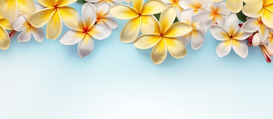 Flawless arrangement of tiny frangipani and plumeria flowers in yellow on a isolated pastel background Copy space