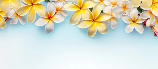 Foto auf Leinwand Flawless arrangement of tiny frangipani and plumeria flowers in yellow on a isolated pastel background Copy space © HN Works