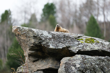 Marmot on the rock in the wild